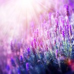 Provence landscape